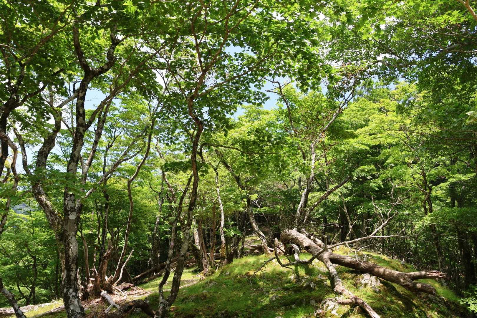 行者還岳-七曜岳 往復コースの写真