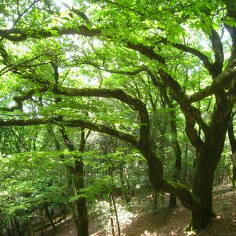 元気の木(仮称) 👀
古木ですが、毎年元気に若葉を茂らせます。
