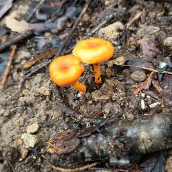 赤く小さな花がチラホラ、と思ったらこれもキノコパワー。うまく撮れなかったんでナメコみたいやけど。