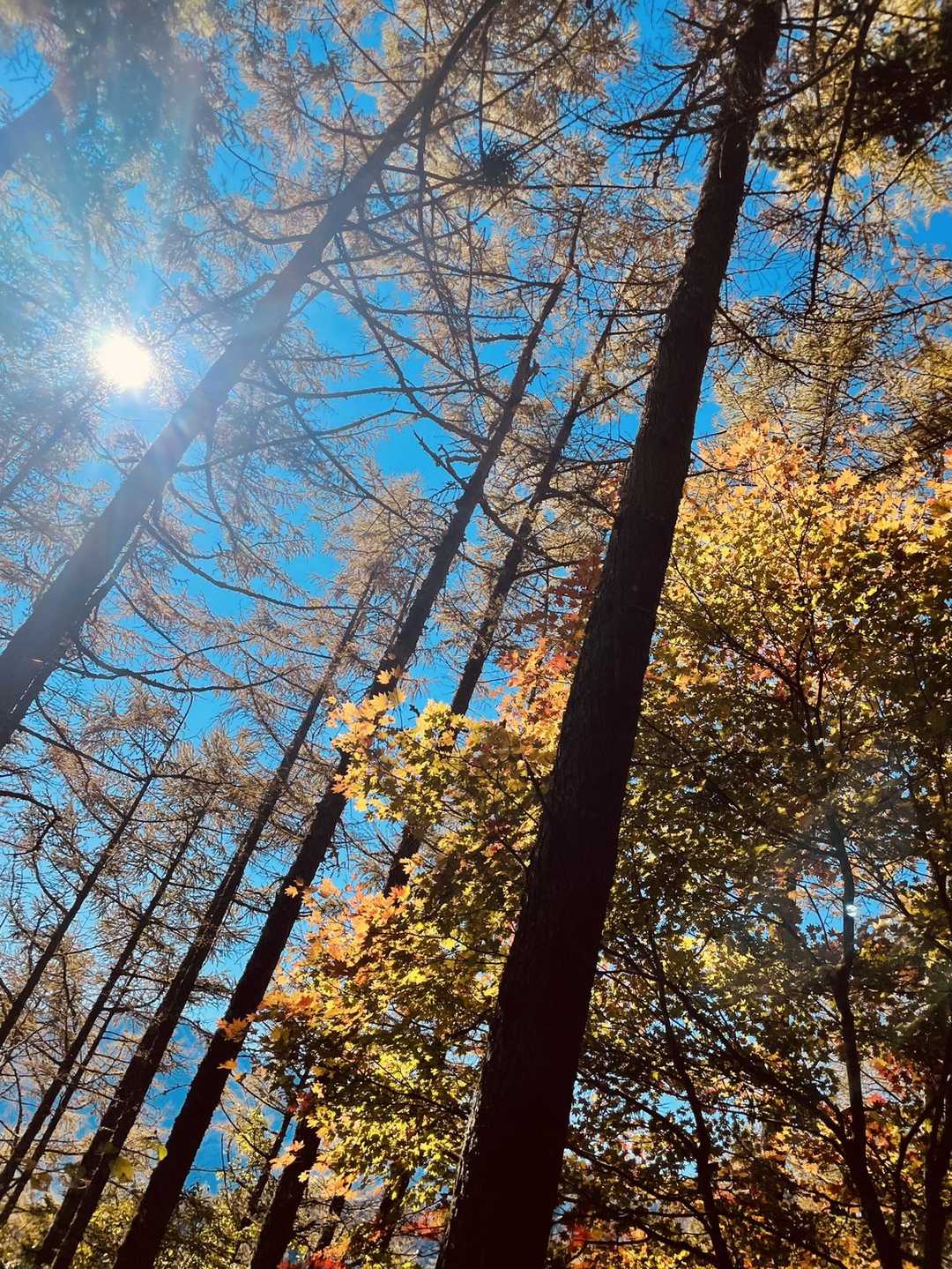 矢立石登山口-日向山 往復コースの写真