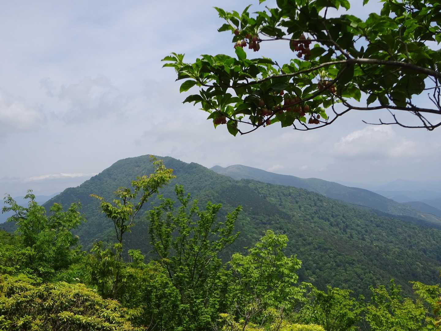 サラサドウダンと遠くに滝山、那岐山、やっと見れました。
