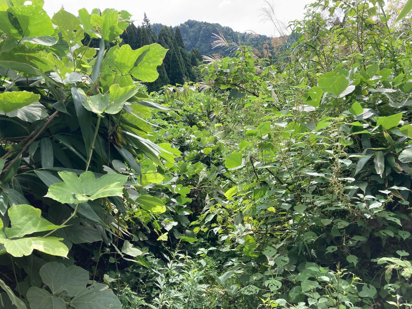 草が繁ってて、前が見えない💦