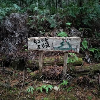 熊野古道 小辺路 寄り道しましょう😊
