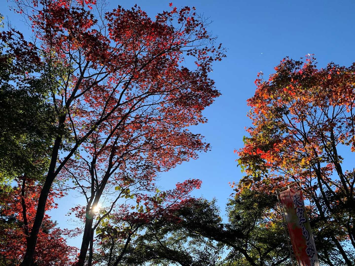 紅葉🍁綺麗だなあ〜