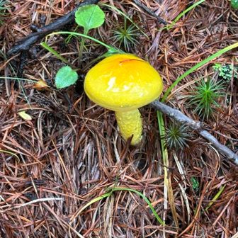 🍄