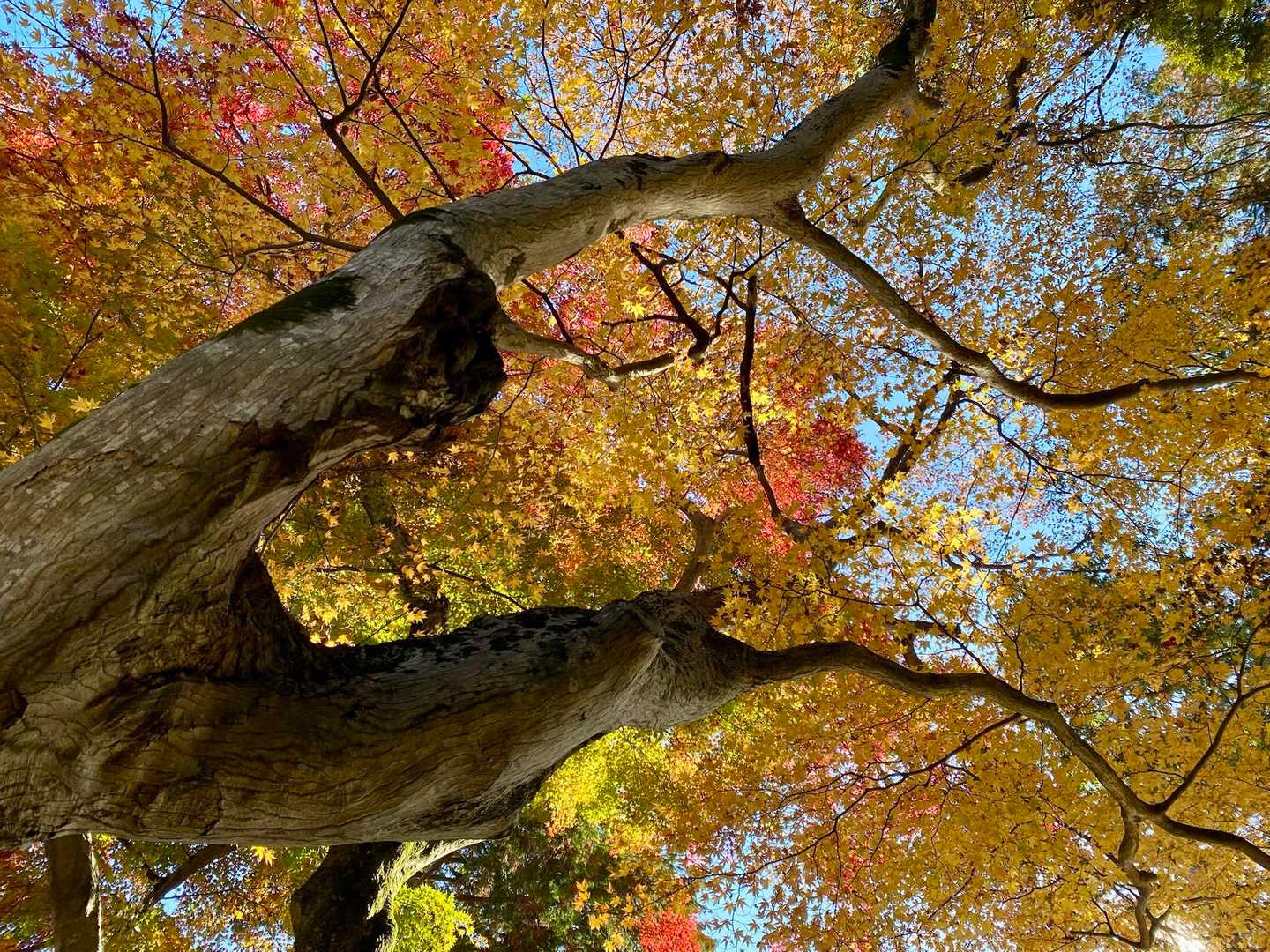 こちらのお寺の紅葉🍁