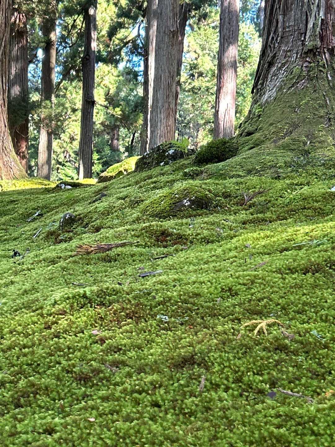 苔マニアはたまらんやろね🤢