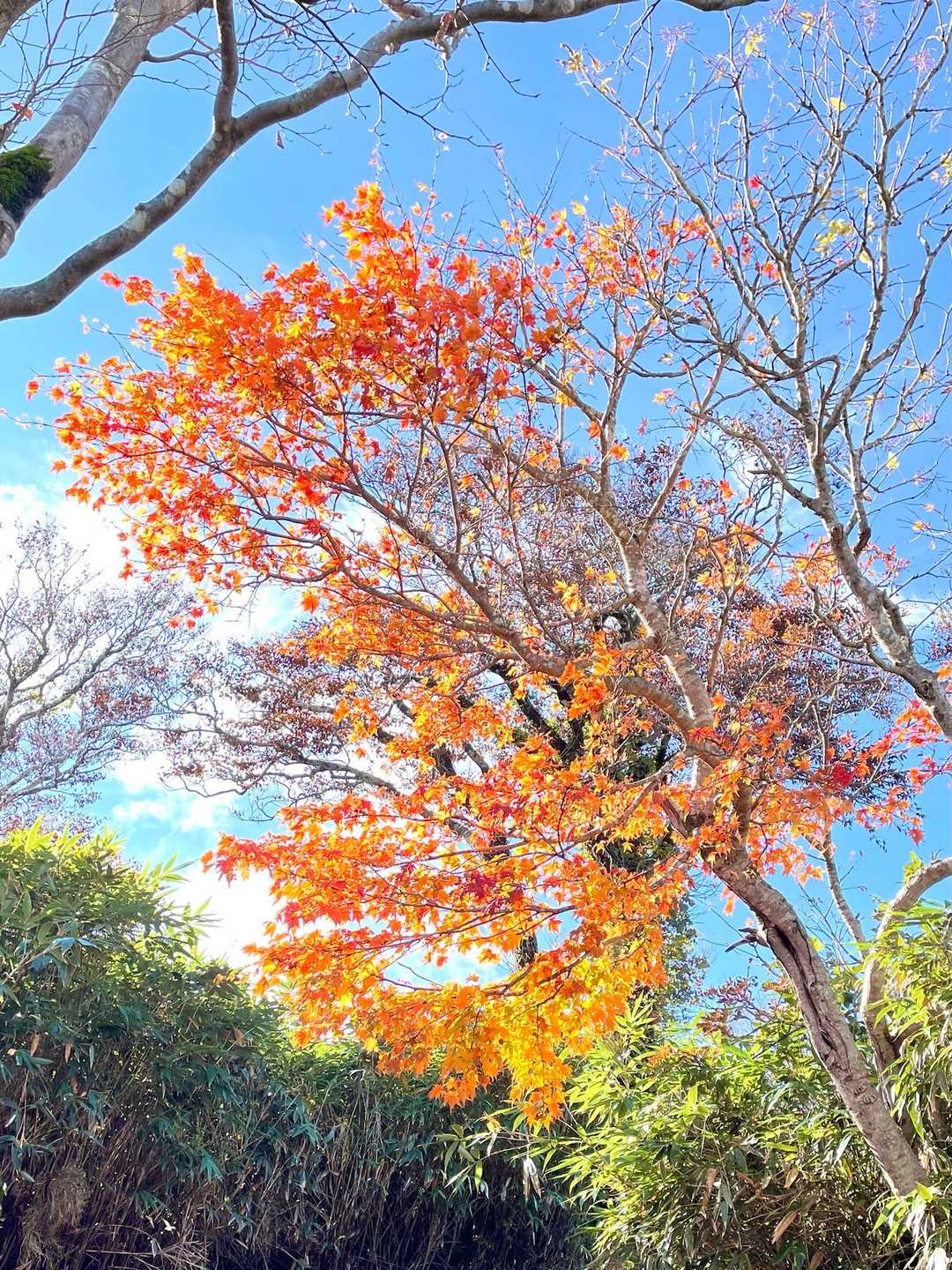 陽が当たるとキラキラ✨と光りオレンジと黄色のグラデーション❗️
今日一番の紅葉💖
