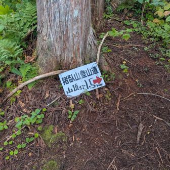 登山道は歩きやすく標識もあり
(林道は行きすぎて靴が泥だらけに😰)