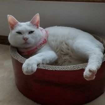ゆこ