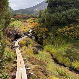 日本庭園のよう
