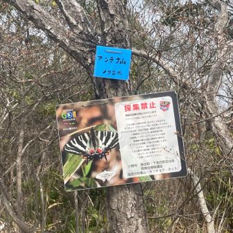 『ギフチョウの警告板⚠️』
望遠カメラマンを持った皆さんが集まっていました📷
お聞きしてみると「ギフチョウが2匹飛んでいて今は紅山の方に行ったみたい」と言う事です。
🦋待ってはるみたい〜😆
