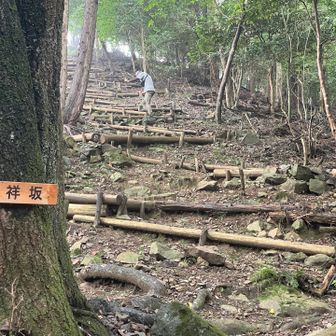 お馴染みの吉祥坂。