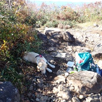 山頂の気温：てんくら予報では10℃　実測26℃🥵

少ない日陰は毛皮の彼のために⛱️VIP待遇です