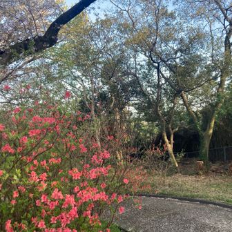 つつじ（なのかな？）