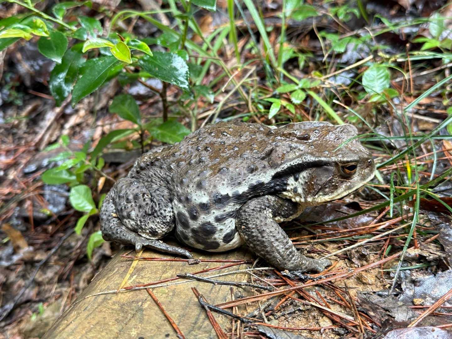 ヒキガエルくん🐸
苦手な方ごめんなさい🙏
20cmくらいありそう😊
この子に会えただけで今日来た甲斐あったわ