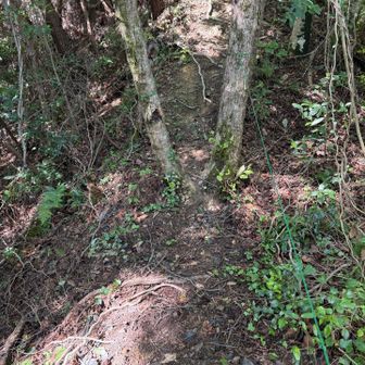 1ヶ月前、サンヒル東山下部の作業後を見落としていたのも気になりながらまた通り過ぎていた😅
ここでは蛇が横切って行きました🐍