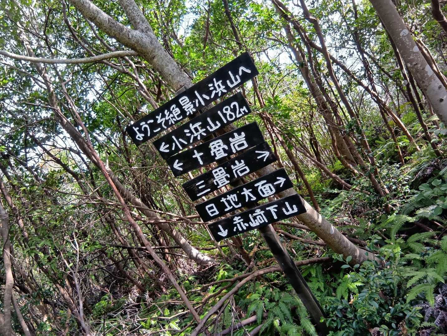 赤崎神社-小浜山登山入口-小浜山-赤崎登山口 周回コースの写真