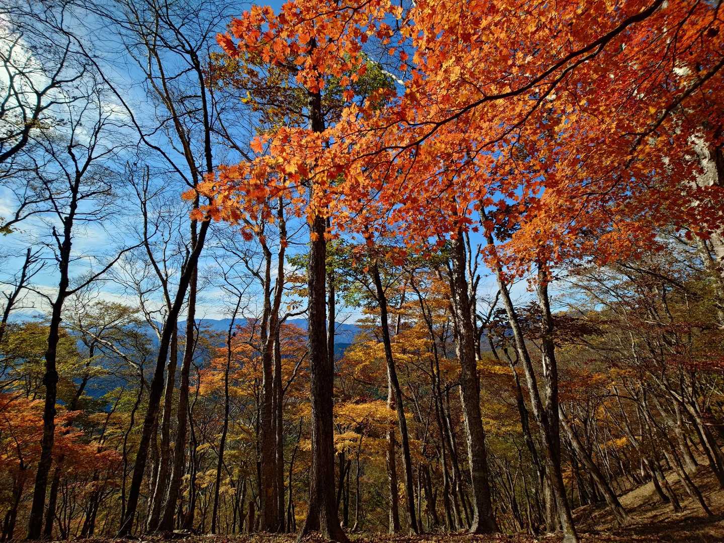 鷹ノ巣山 往復コースの写真