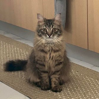 さゆぴこ