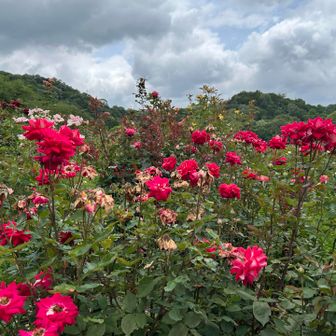 薔薇はピークを過ぎている…