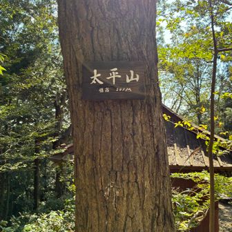 神社の裏山にありました⛰️