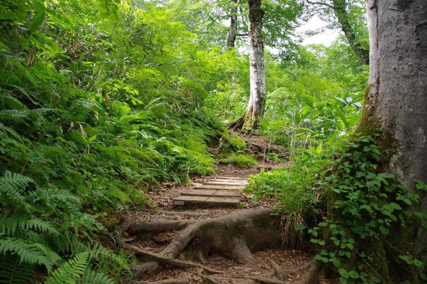 祓川登山口-神楽ヶ峰 往復コースの写真