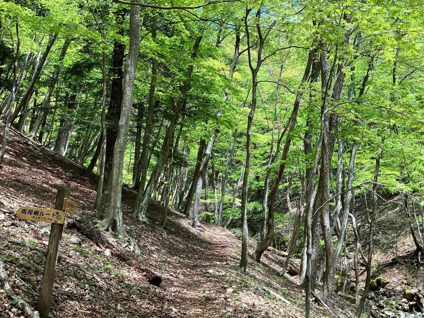 登りはぶなの木ルートから。