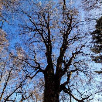 ブナが好き