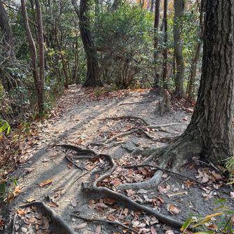 ここが新サンドイッチ山山頂、看板なかった