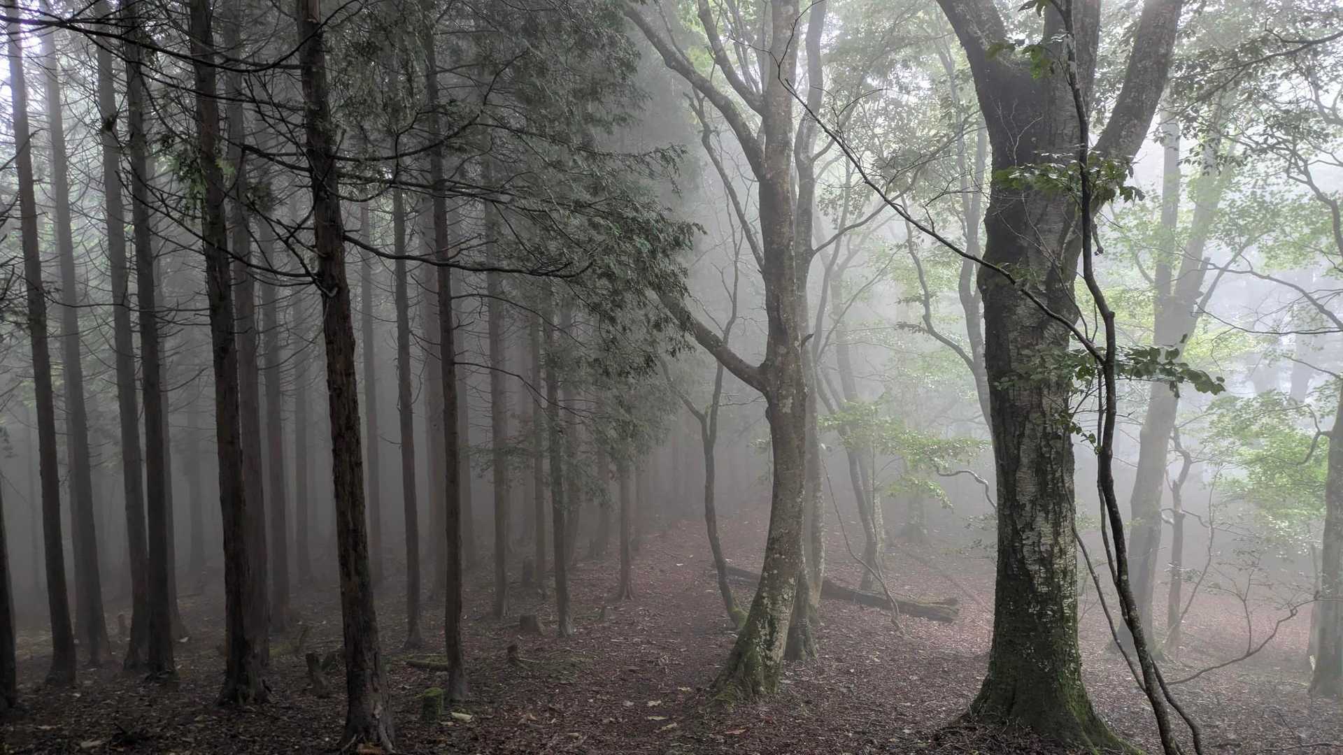 幽玄な景色