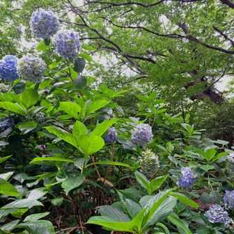 紫陽花まだ咲いてる⤴🪻