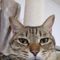 ねこ