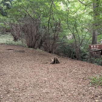 こういう感じの山道を延々と歩く。