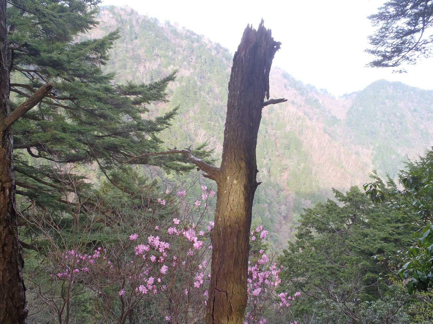 立橋山の写真