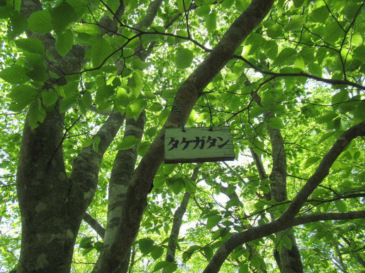 タケガダン！