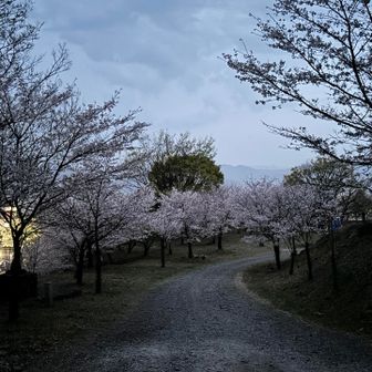 ゴール。ここも桜満開