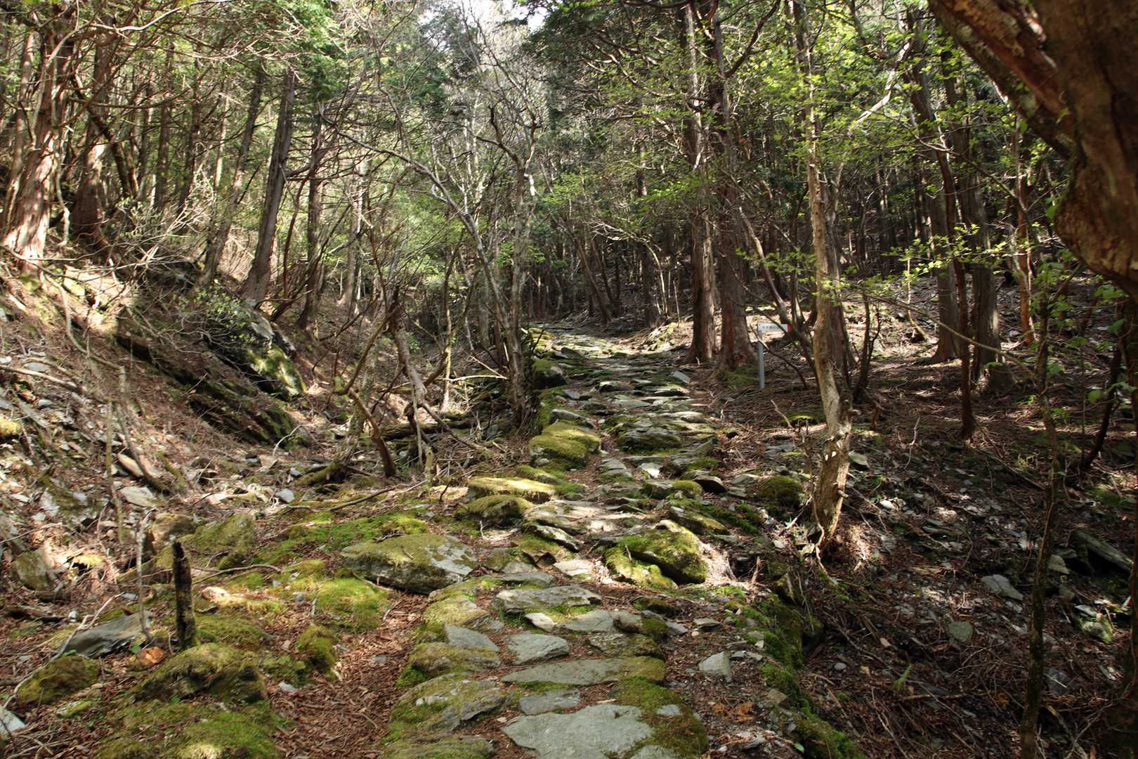 産業遺跡巡りコースは水平道と緩い登りです。