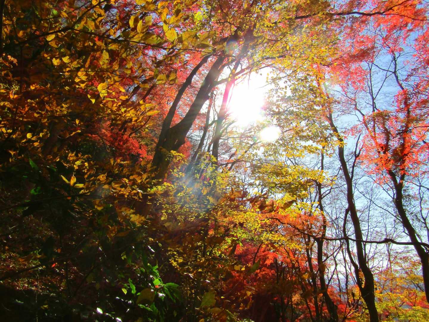紅葉の美しさは写真じゃ伝わらないよねー🍁