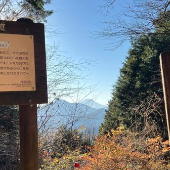 この方角だげ伐採？