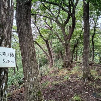 グレーピークの大沢ノ頭山頂到着〜♪

下りる尾根間違えました💦登り返すのシャクなので巻いたけど大変だった💦

分岐まで戻ります