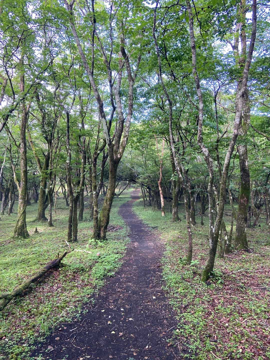 三国峠-三国山-楢木山-大洞山 往復コースの写真