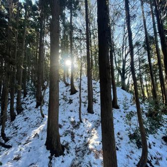 夏椿もいつぶりかなぁ