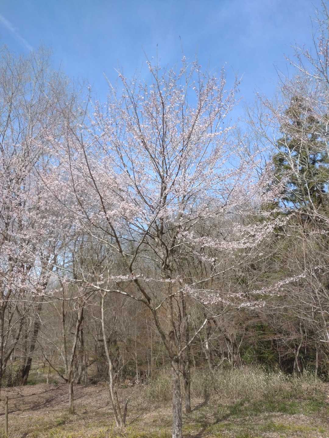 花冷え