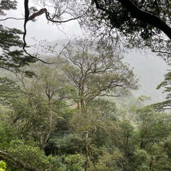 標高900mをすぎて右手に視界が開けました。写真が下手で伝わらないのですが、ガスがかかっていて幻想的。