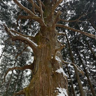 
　　　　　樹齢700年の老木
　　　　　ここでずっとたくさんの方を
　　　　　お迎えしてくれているんですね
