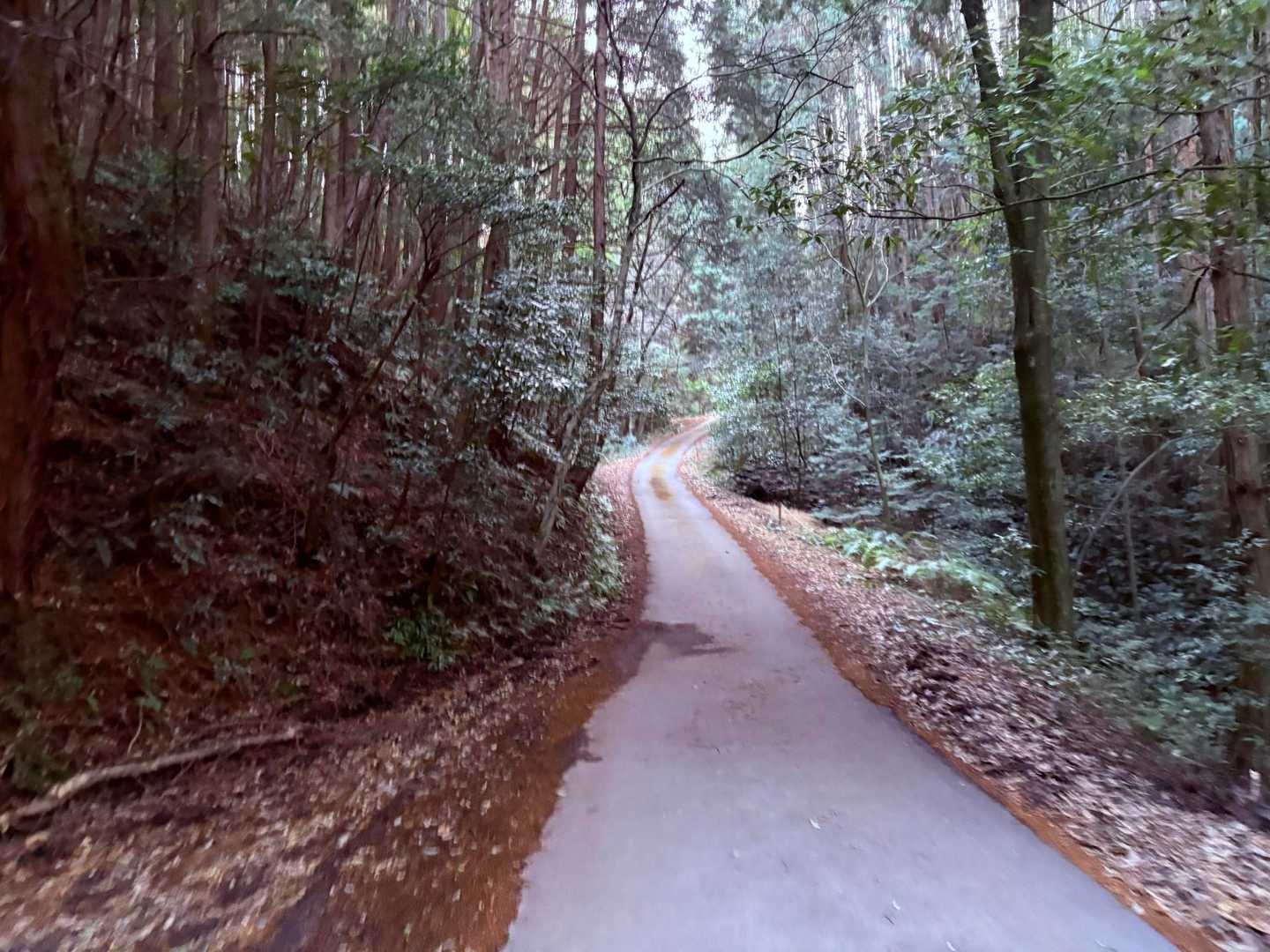 思いっきり林道やし😅