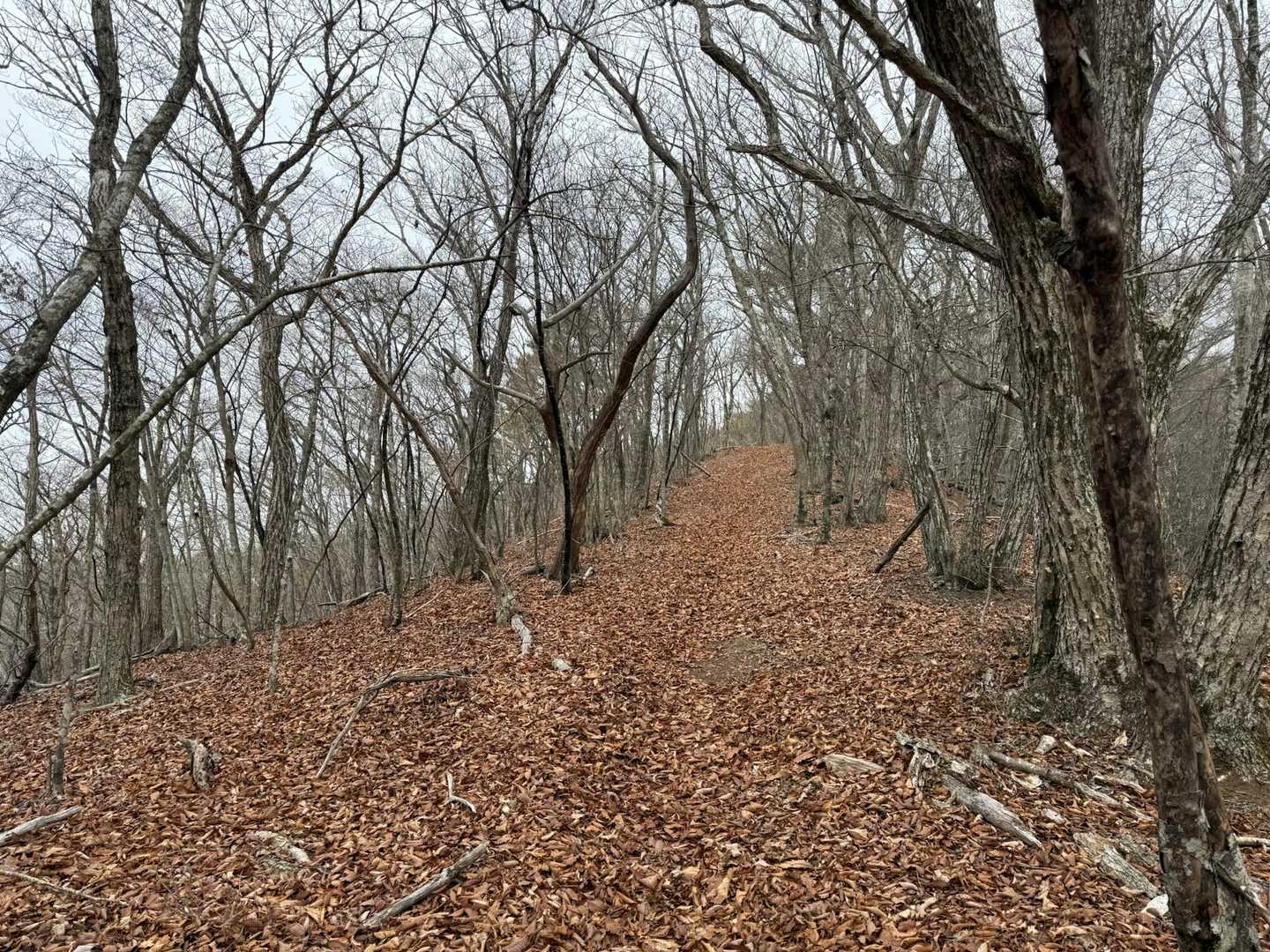 鳥坂トンネルバス停-鳥坂峠-春日沢ノ頭-春日山 往復コースの写真