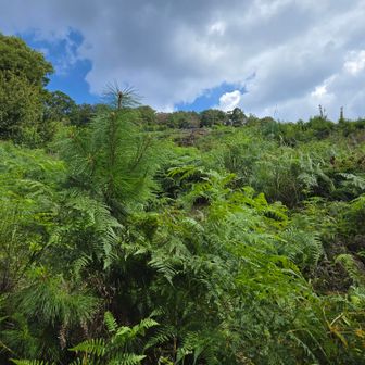 下から見上げる
大文字山と八月の空
