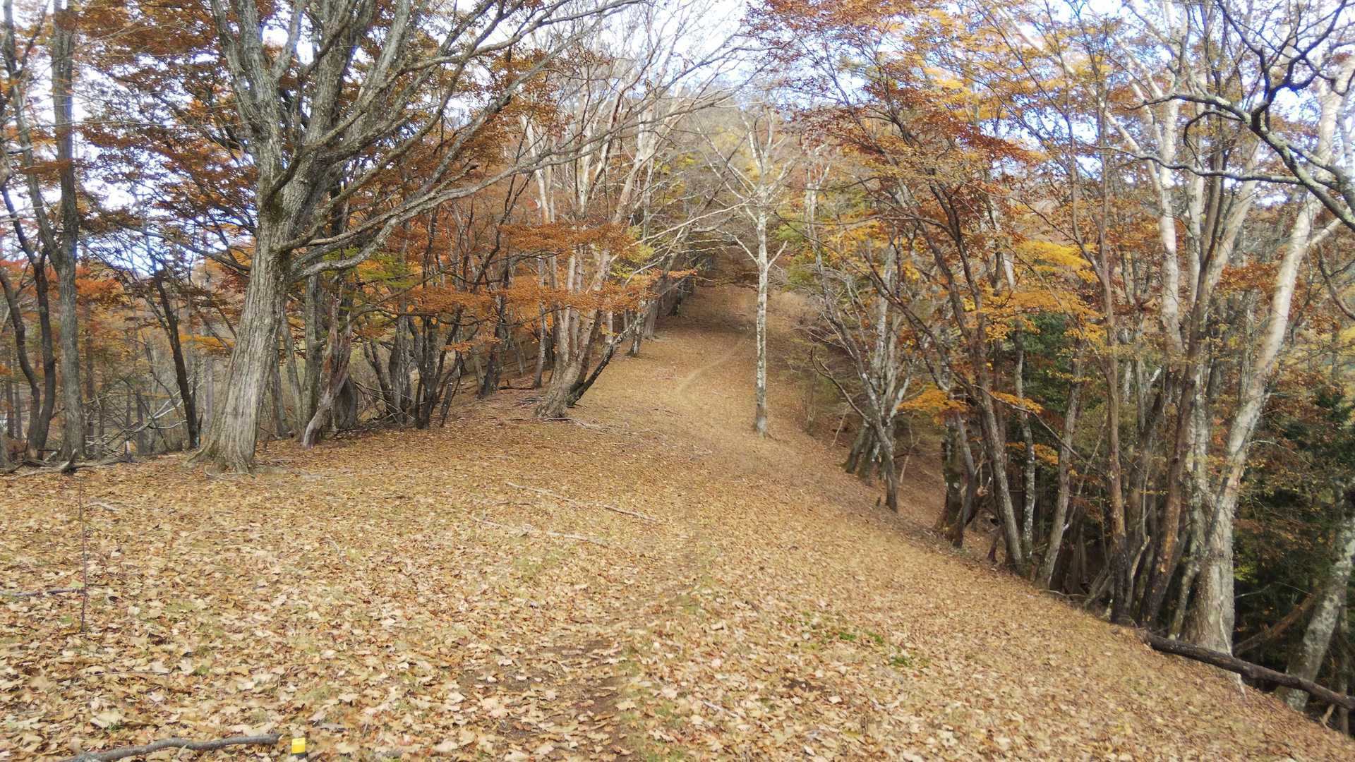 落ち葉のじゅうたんに。一筋の踏みあと。
